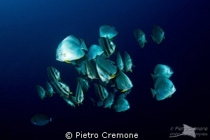Platax school by Pietro Cremone 